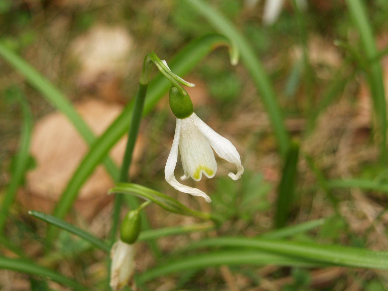 Snowdrop